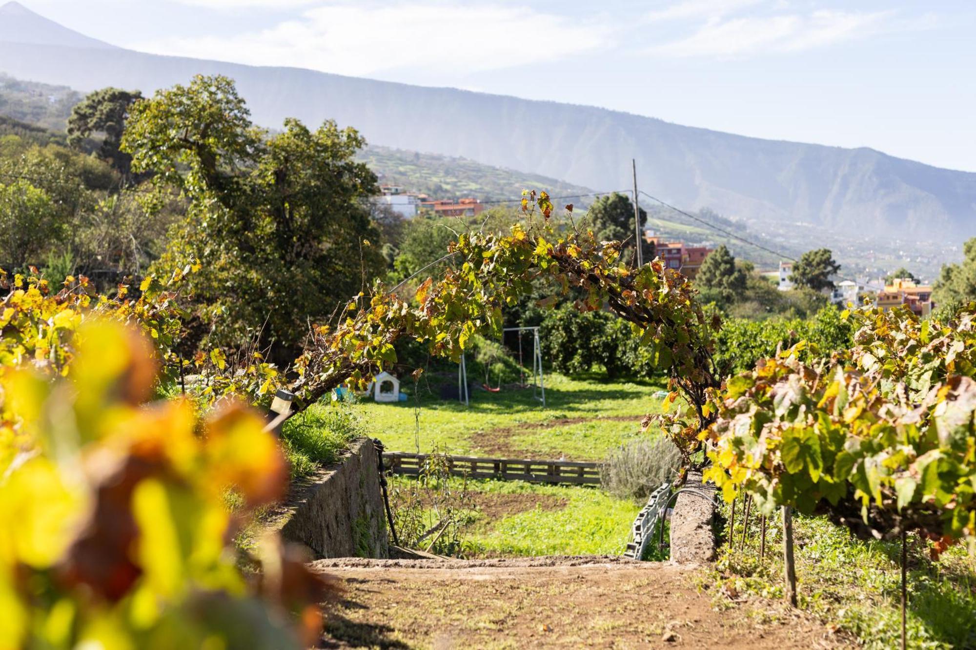 Ek Teide Finca El Milagro La Orotava Exteriör bild