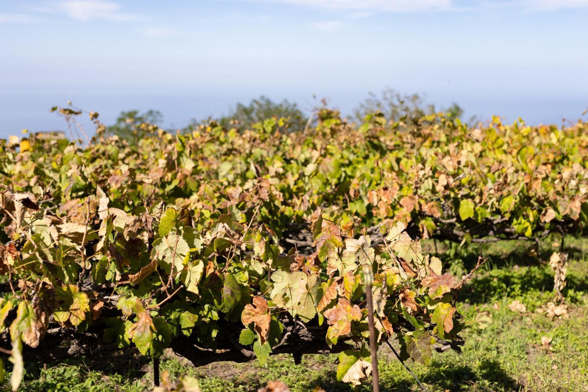 Ek Teide Finca El Milagro La Orotava Exteriör bild